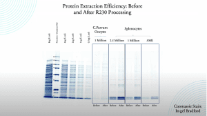Graph comparing protein extraction efficiency from Cryptosporidium parvum oocysts and standard splenocytes before and after processing with Covaris R230 Focused-ultrasonicator, demonstrating improved protein yields.